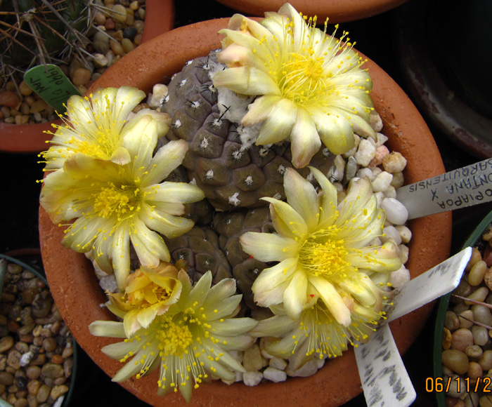 Copiapoa montana X barquitensis